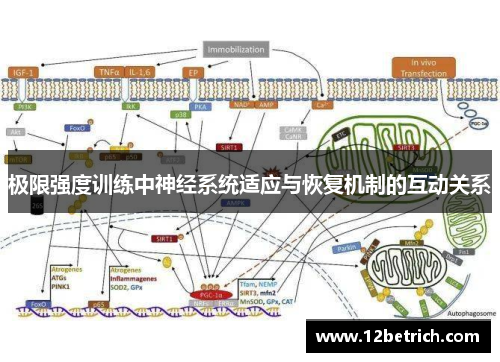 极限强度训练中神经系统适应与恢复机制的互动关系